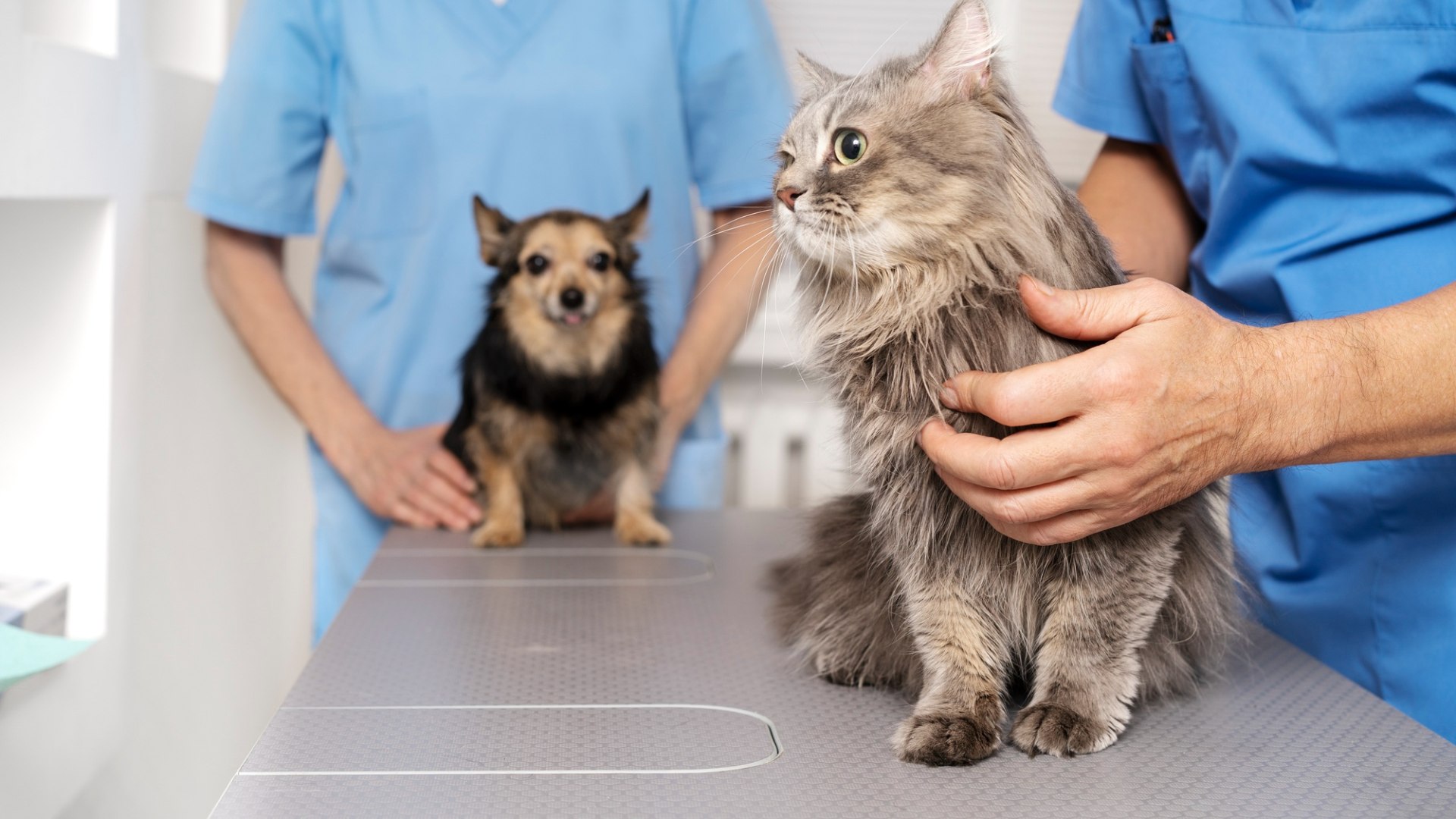 Veterinary Appointment In Franklin, TN Clovercroft Vet