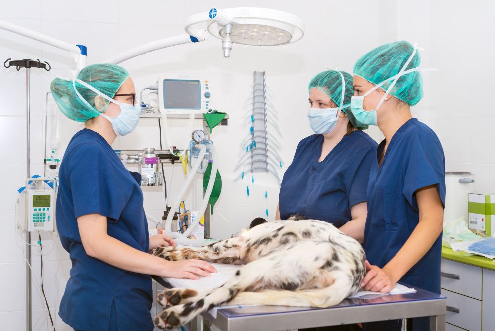 Pet Complex Surgical Procedures