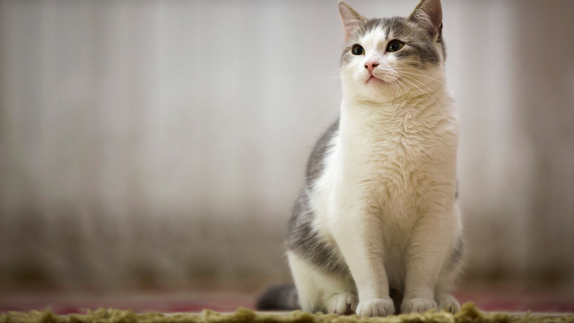 Pet Laboratory In Franklin, TN Clovercroft Vet Hospital