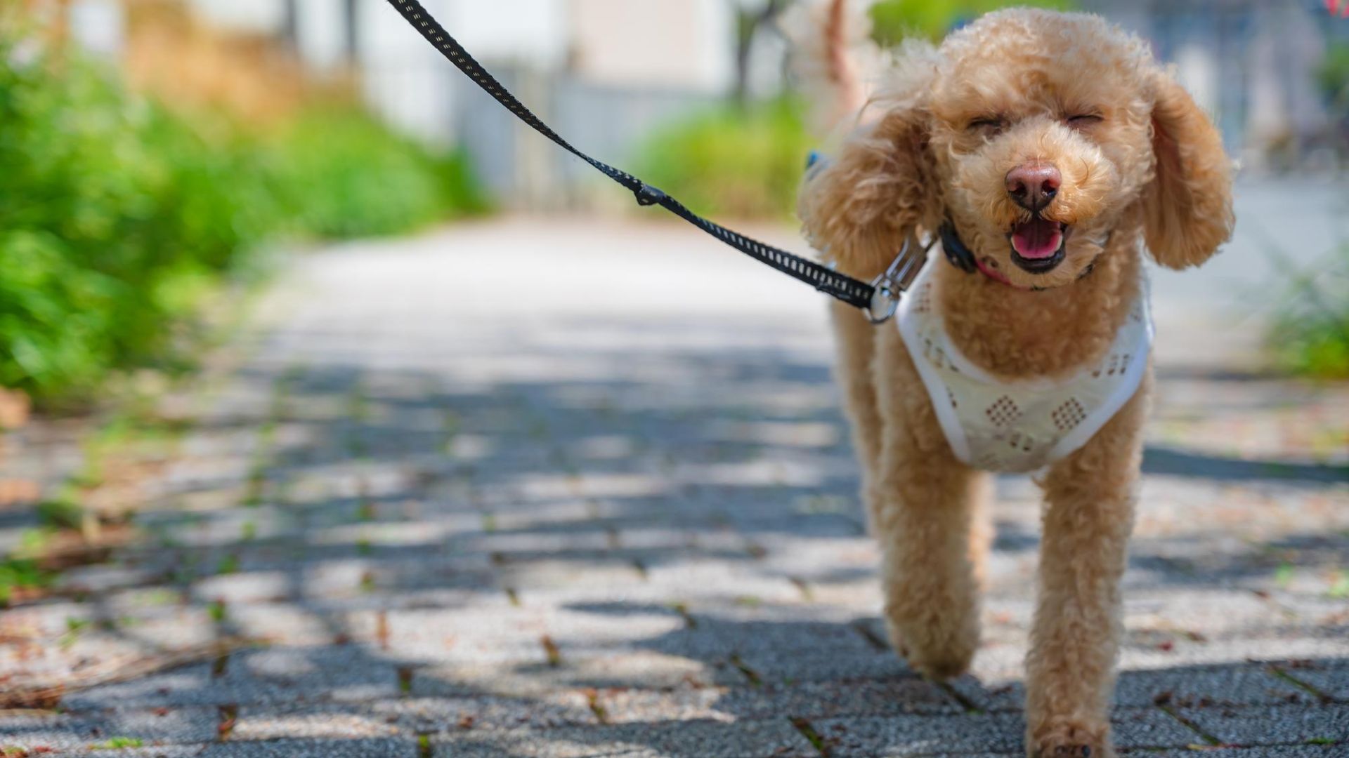 Pet Pharmacy In Franklin, TN Clovercroft Vet Hospital