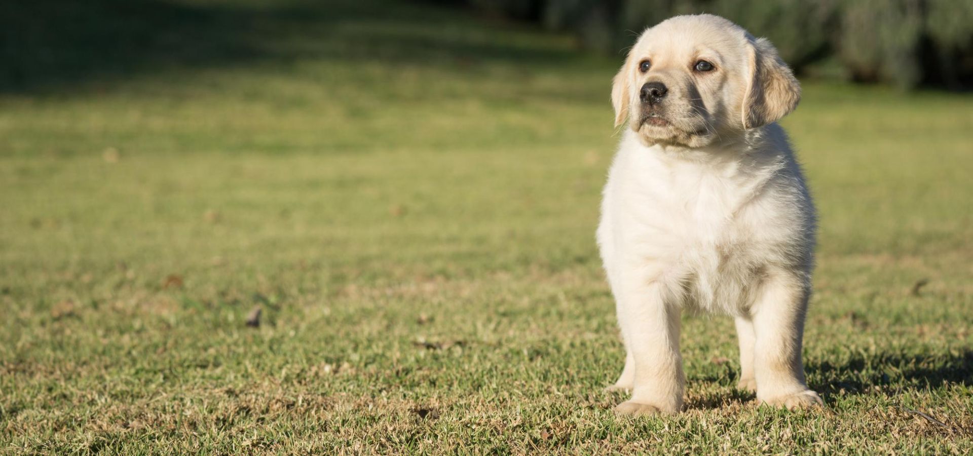 Puppy And Kitten Care In Franklin, TN Clovercroft Vet