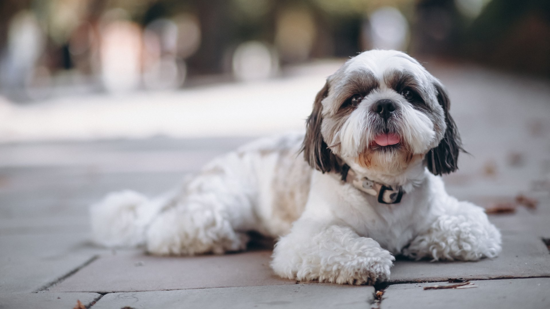 Pet Surgery In Franklin, TN 37067 Clovercroft Vet Hospital