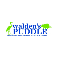 Walden's Puddle