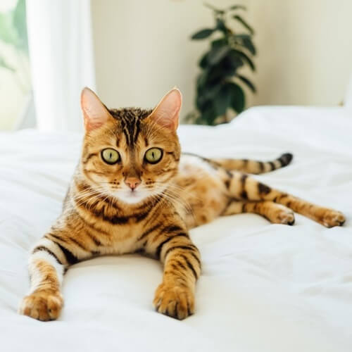 cat on a bed